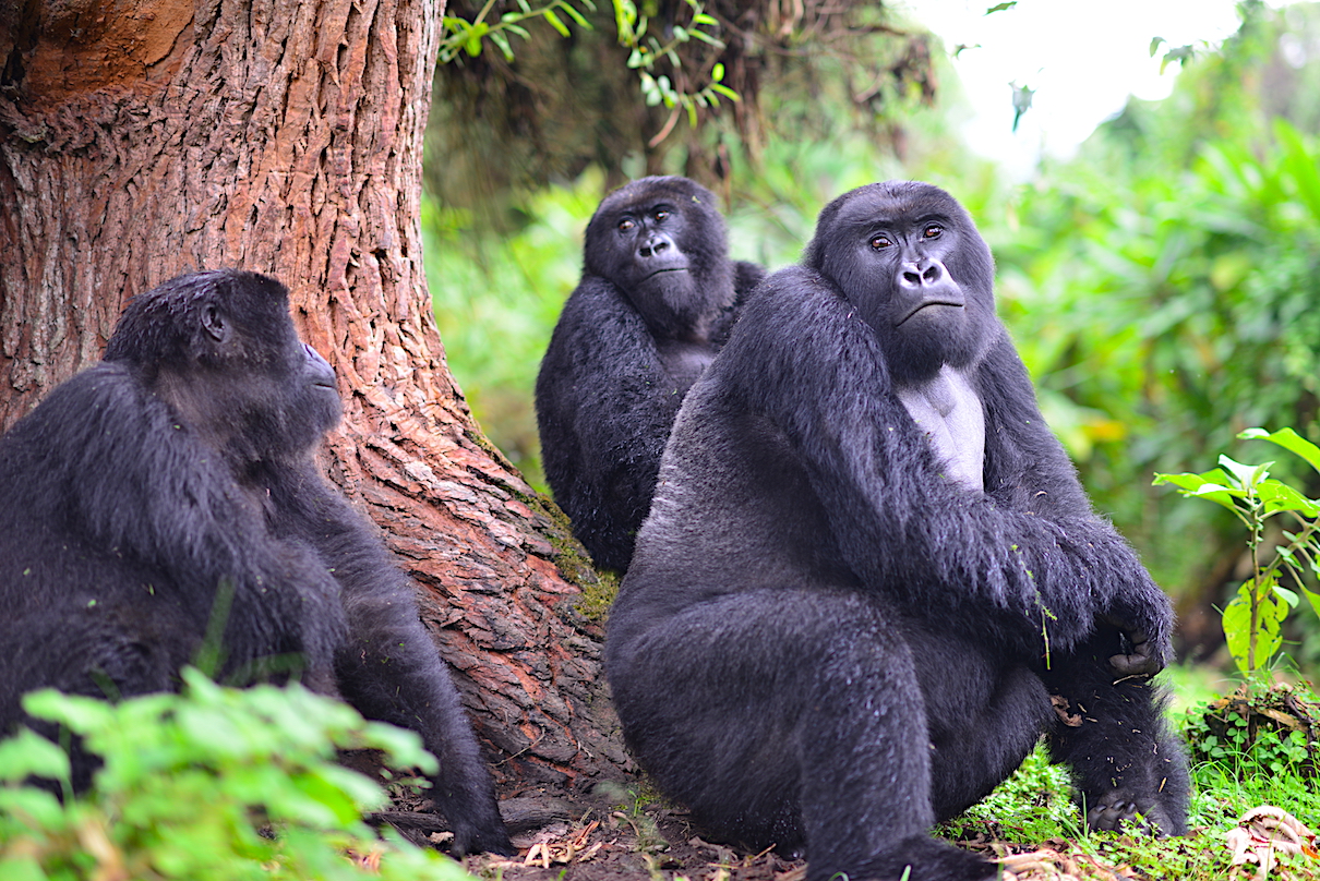 World Gorilla Day