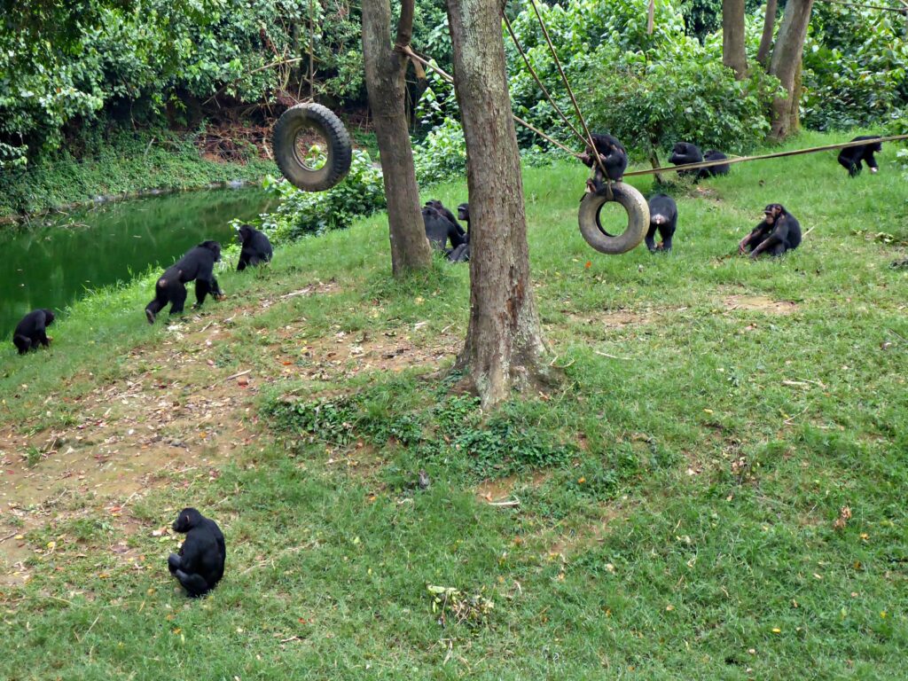 Chimpanzees in their enclosure at the Uganda Wildlife Conservation Education Centre, Entebbe