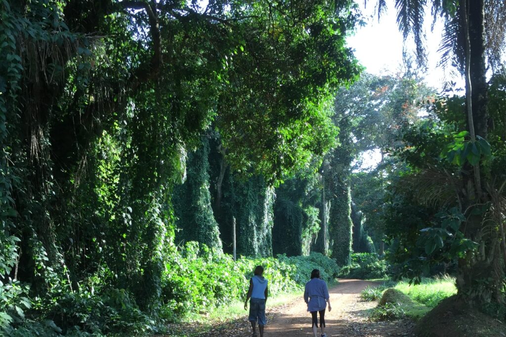 Visitors walking along a forest path in Entebbe Botanical Gardens