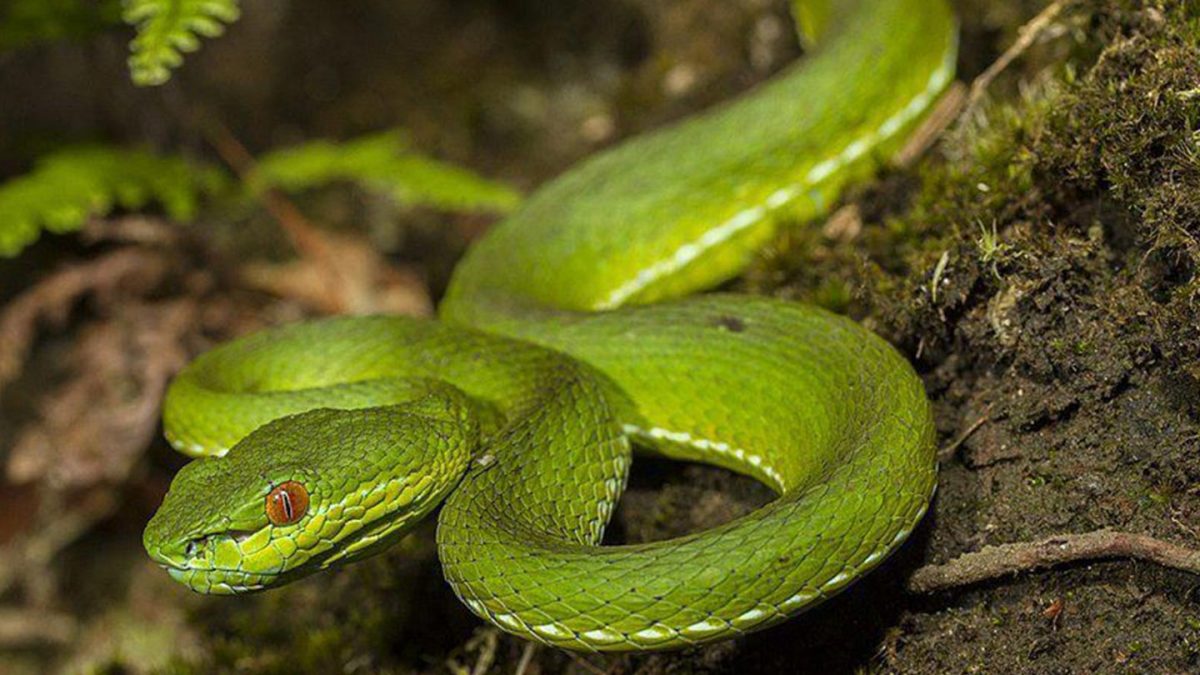 uganda reptile village