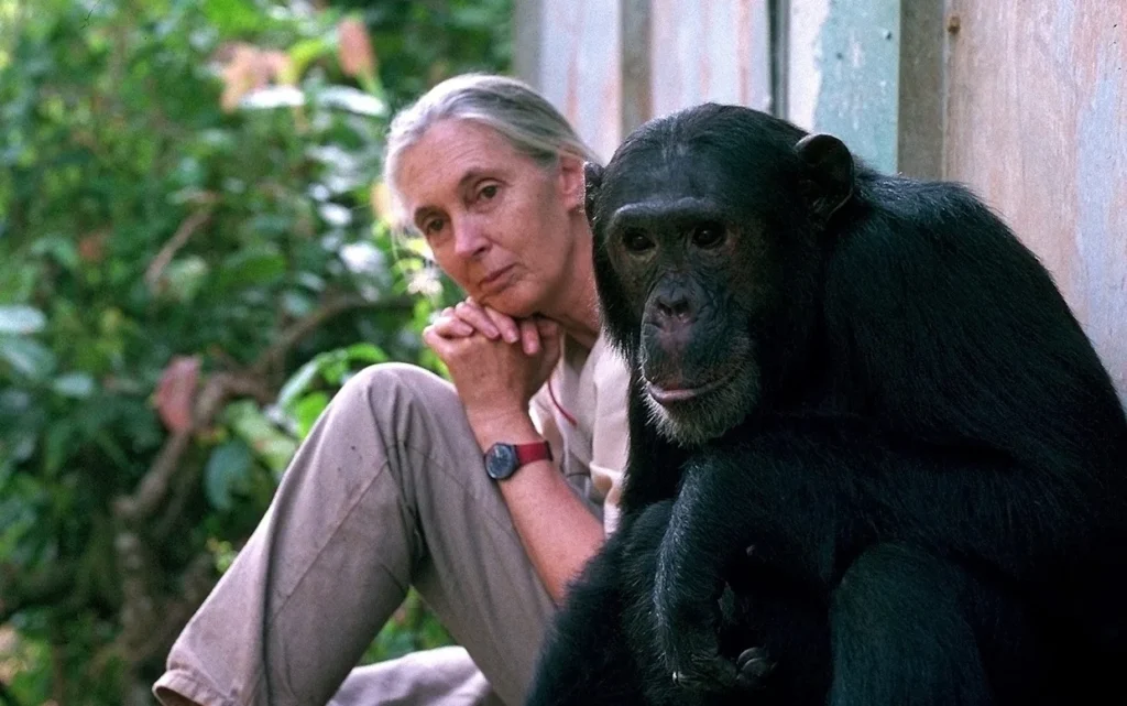 The World Mourns the Death of Chimpanzee Expert Jane Goodall 1 jane good all