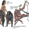 Are Humans Primates