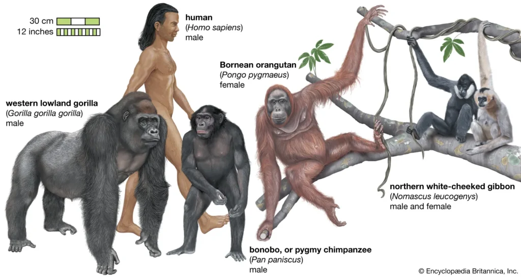 Are Humans Primates
