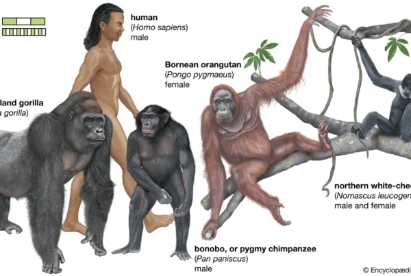 Are Humans Primates