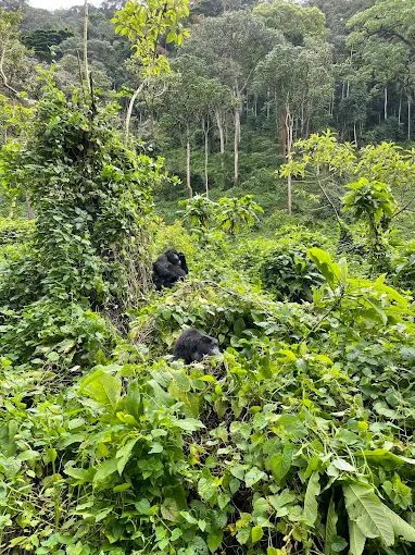 Murchison Falls National Park 17 svg+xml;charset=utf