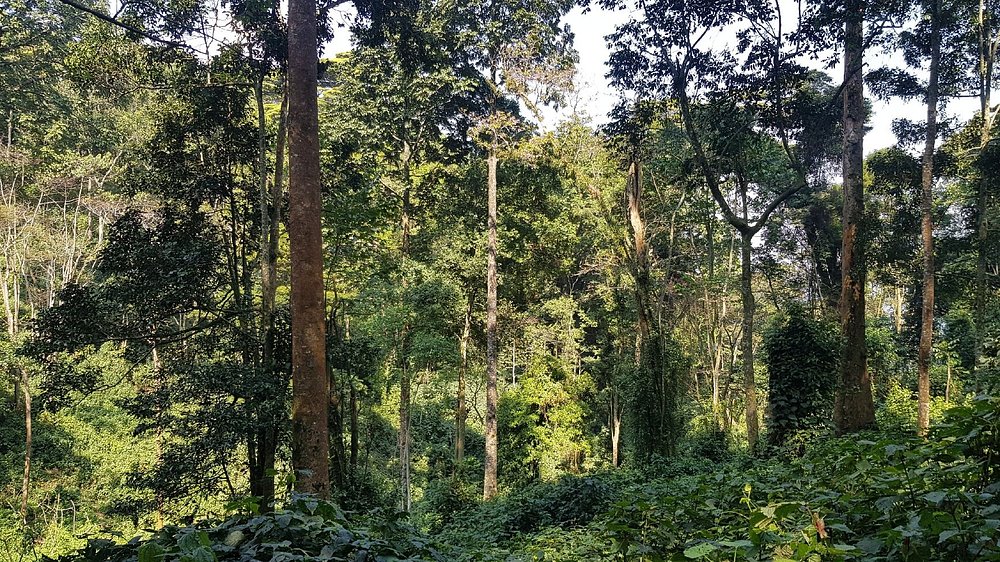 Bwindi Vegetation 2