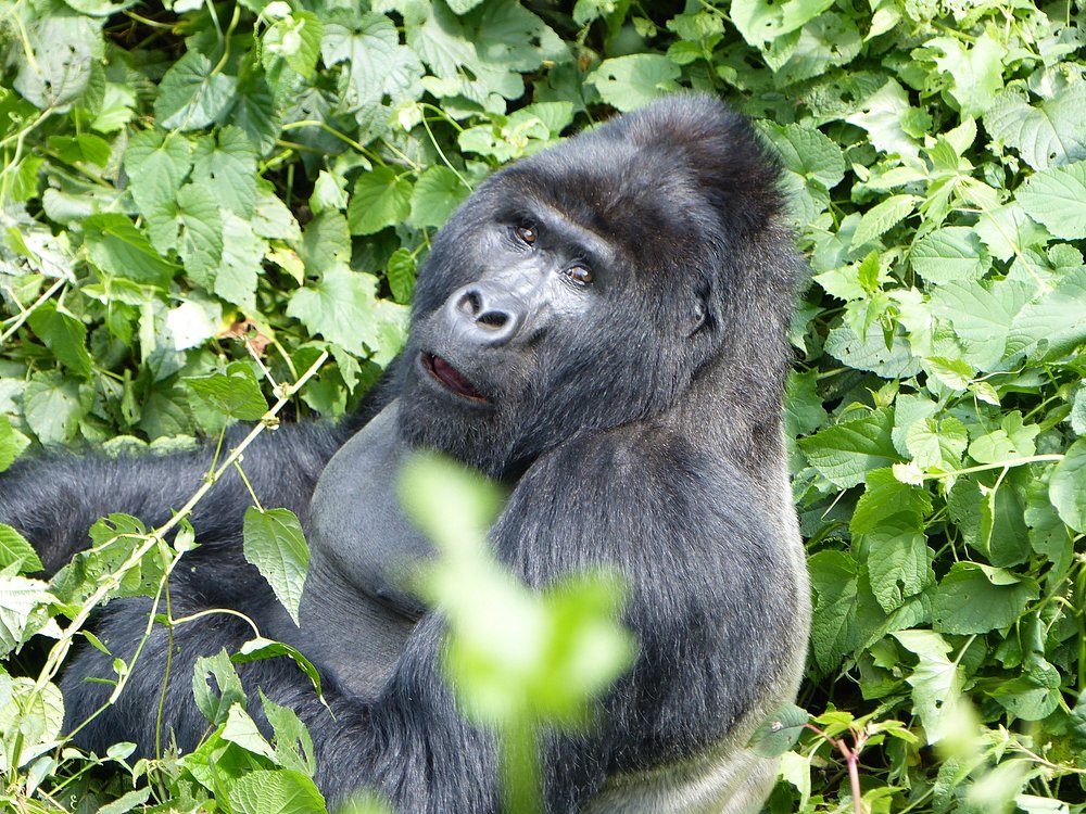Bwindi sector gorilla
