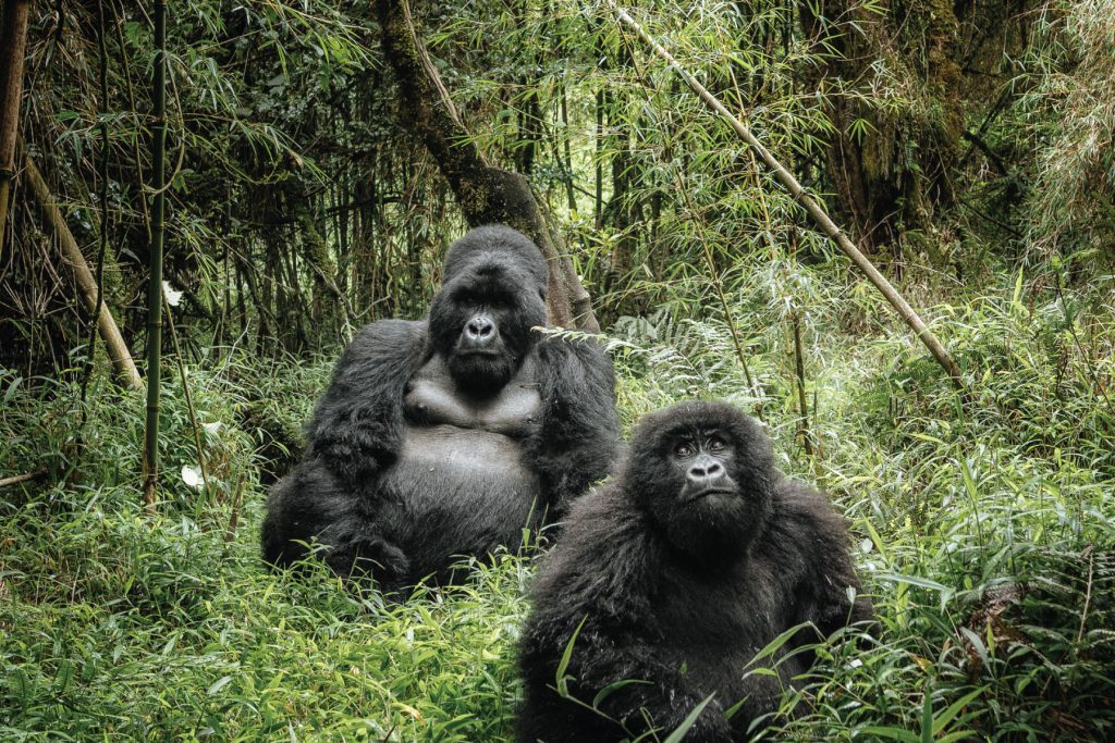 Getting to Bwindi Impenetrable National Park