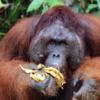 How Strong Is An Orangutan