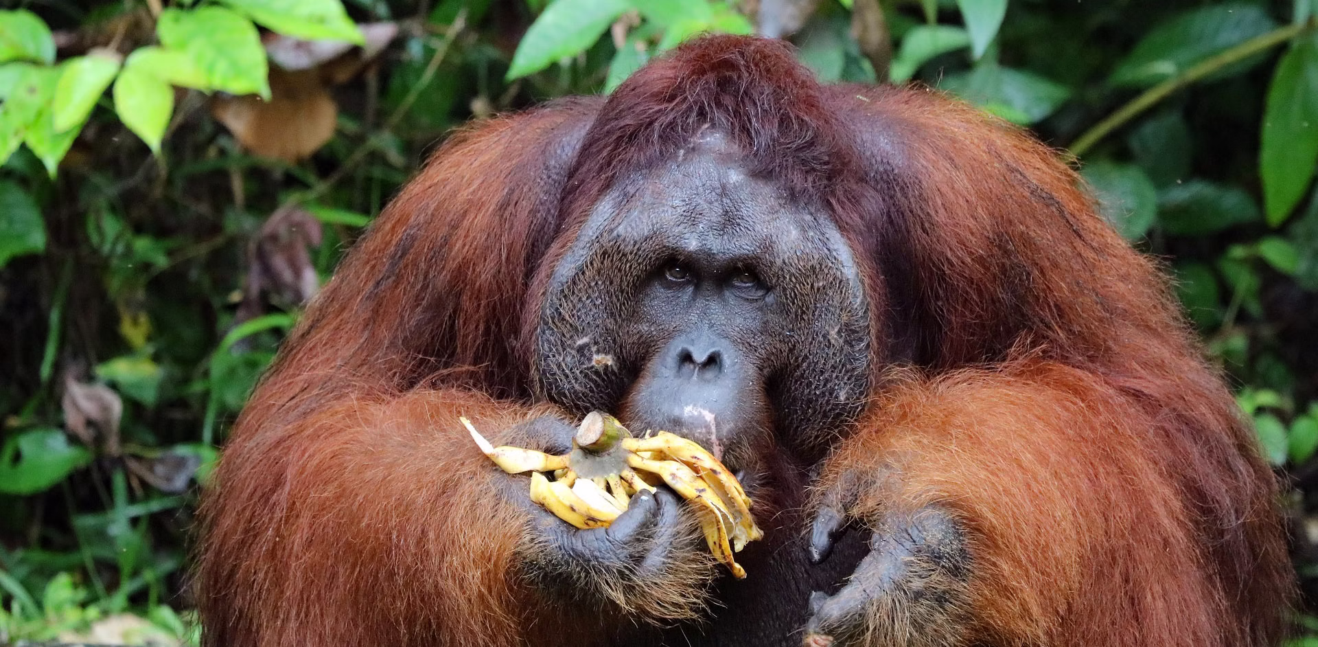 How Strong Is an Orangutan?