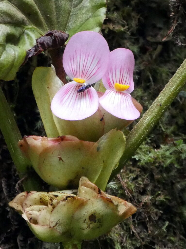 Murchison Falls National Park 20 svg+xml;charset=utf