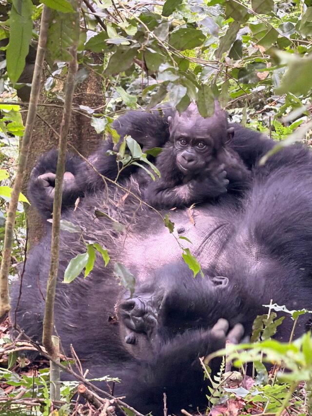 When is the last time you had an adventure? African Gorillas!!!