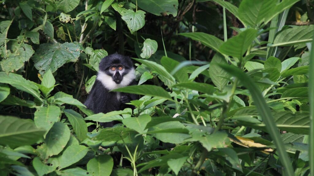 mgahinga national park