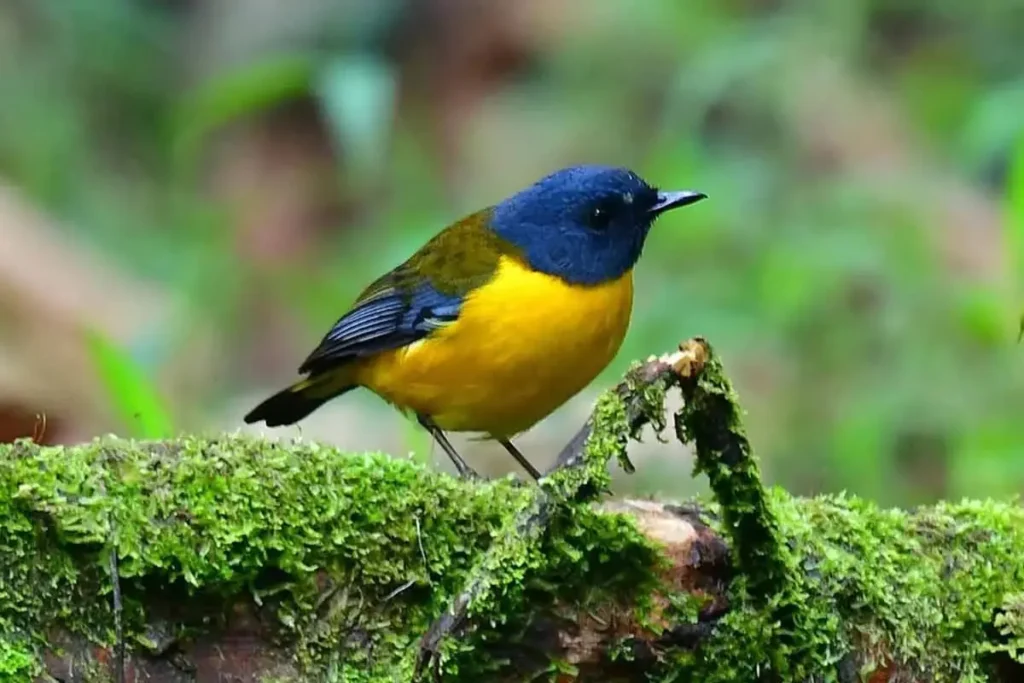 mgahinga national park