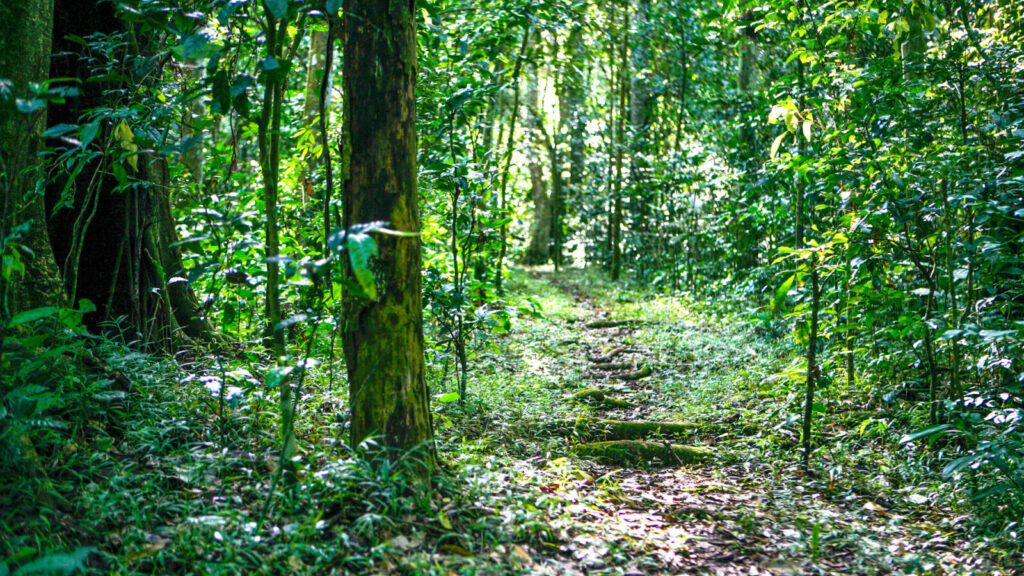 01KIBA IM0001 kibale forest