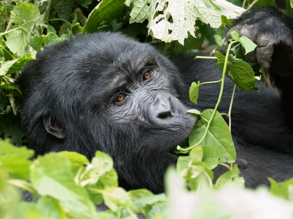 21841918123_337Ffc9D2E_H Bushaho Family in Nkuringo Sector