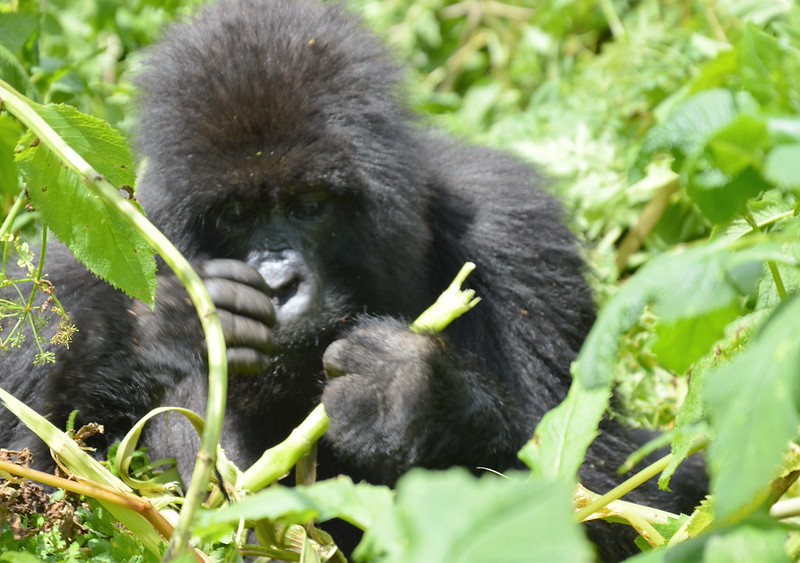 Uganda Visa & Border Crossings 11 svg+xml;charset=utf