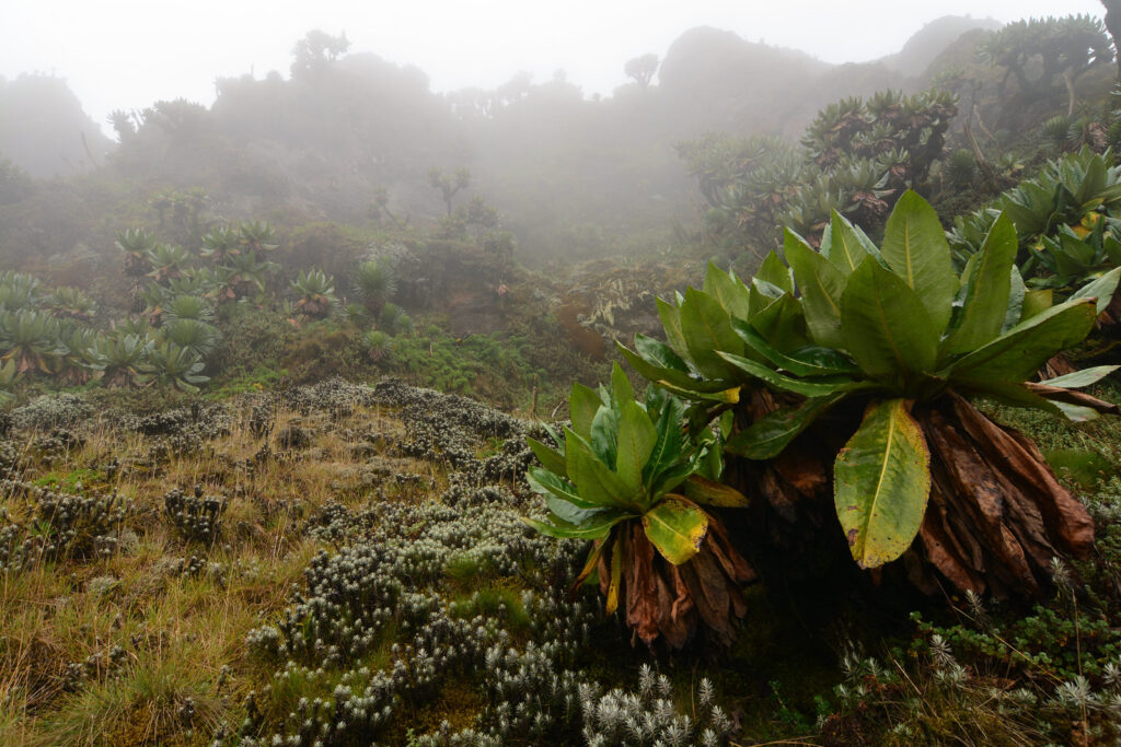 Uganda Visa & Border Crossings 35 svg+xml;charset=utf