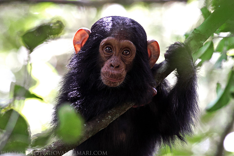 37380782014 0b667606d1 c