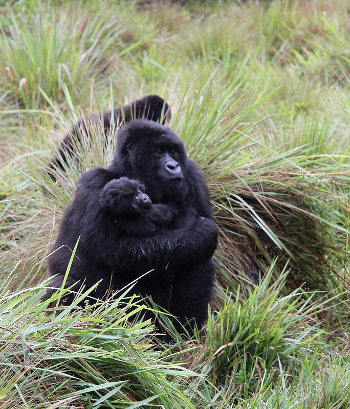 Gorilla Trekking Rules in Uganda – Safety, Respect & Ethics 6 svg+xml;charset=utf
