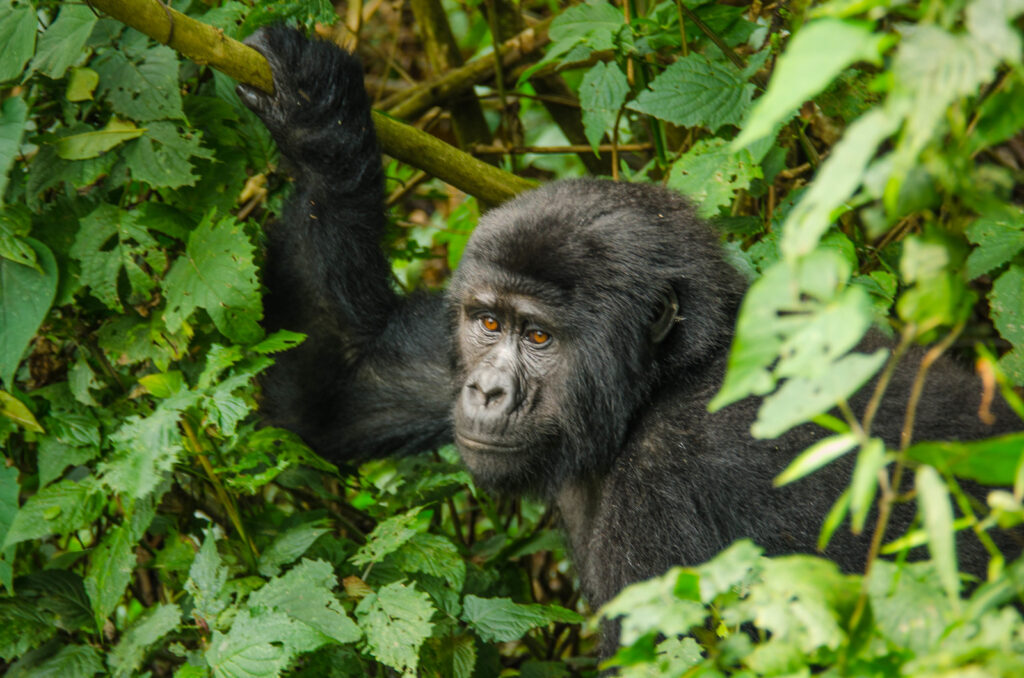 9589047489_4F78B87307_H Bitukura Family in Ruhija Sector