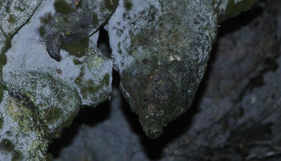 Uganda Visa & Border Crossings 47 svg+xml;charset=utf