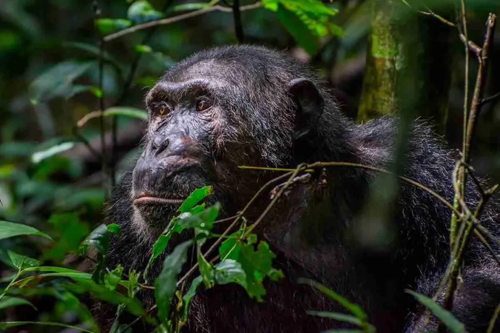 I-got-issues-kibale-chimps I got issues kibale chimps