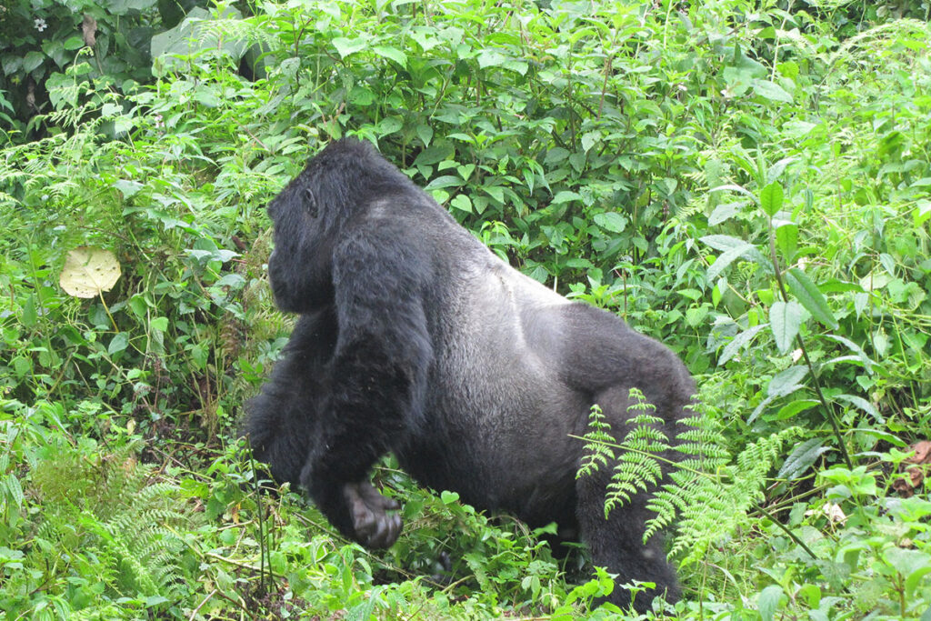 Kahungye Family – Rushaga Sector Kahungye Family in Rushaga Sector