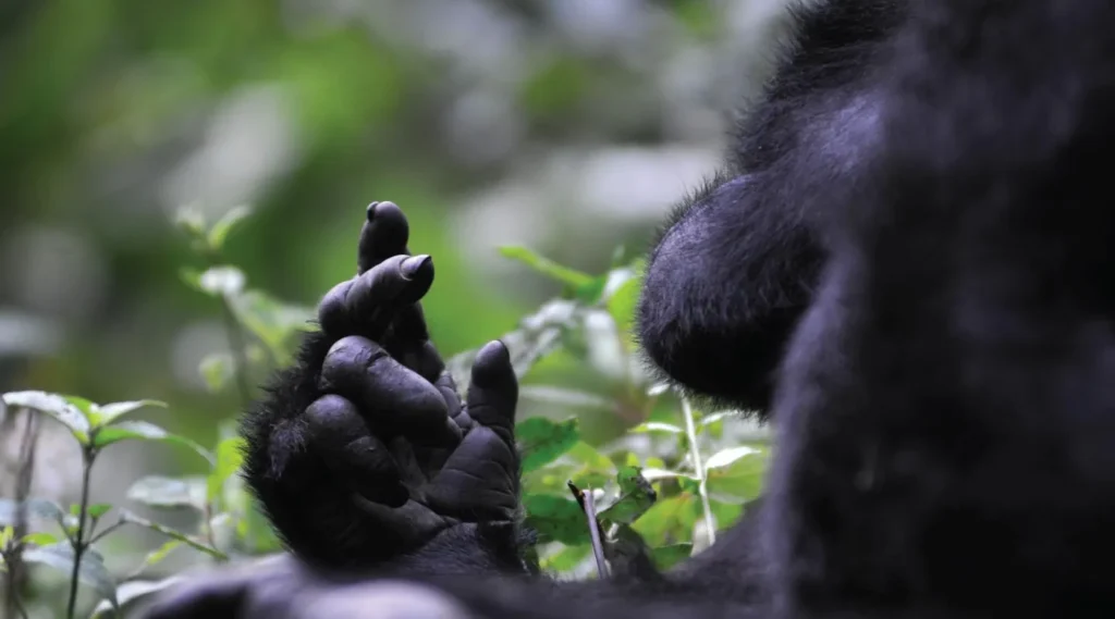 Kyaguliro Family3 Kyaguliro Family (Research-based Group) in Ruhija Sector