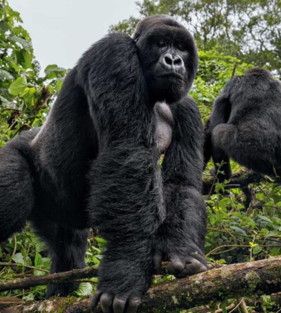 Kyaguliro Family4 Kyaguliro Family (Research-based Group) in Ruhija Sector