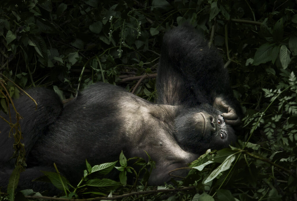 Uganda Visa & Border Crossings 44 svg+xml;charset=utf