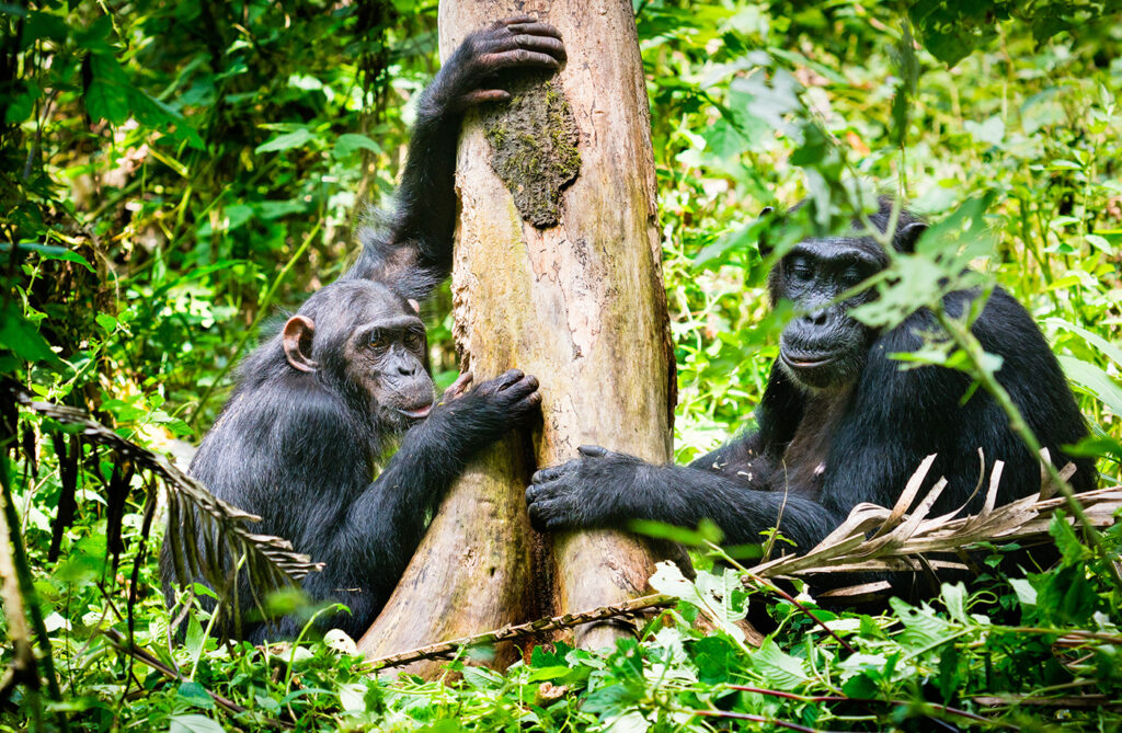 What districts are covered by Kibale National Park