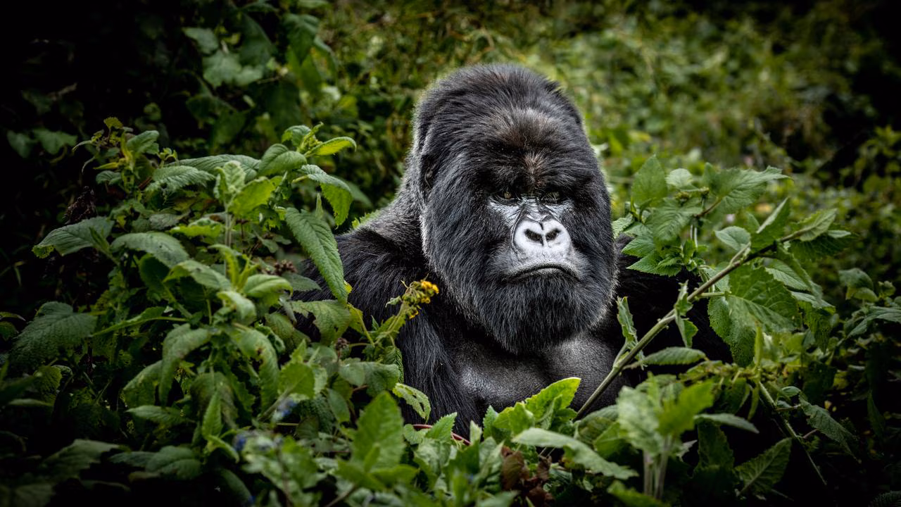 Blackback Gorilla Height: Standing Tall in the Shadows of Silverbacks
