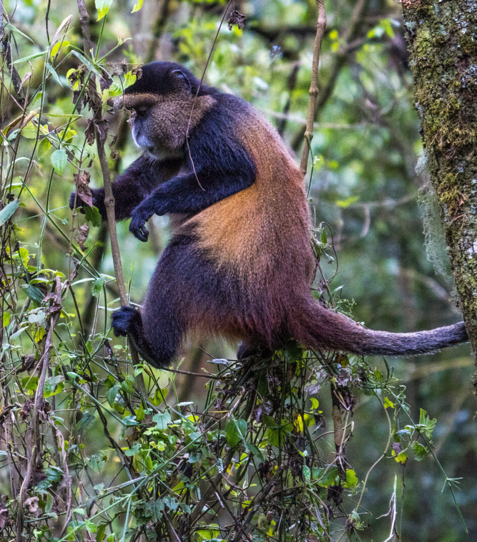 mahinga e1769636434301