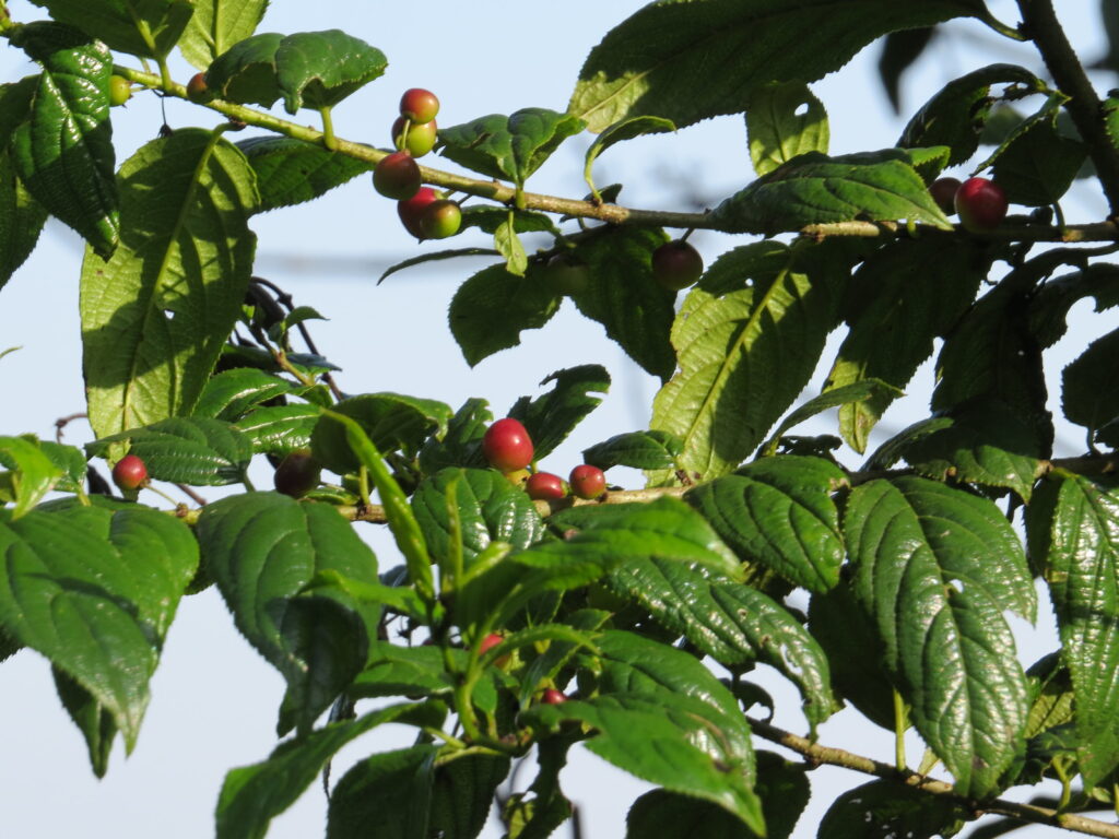 mgahinga travel mgahinga travel