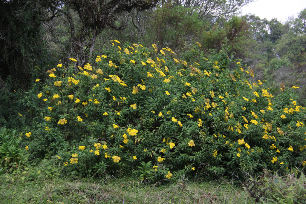 mgahinga vegetation2 mgahinga vegetation2