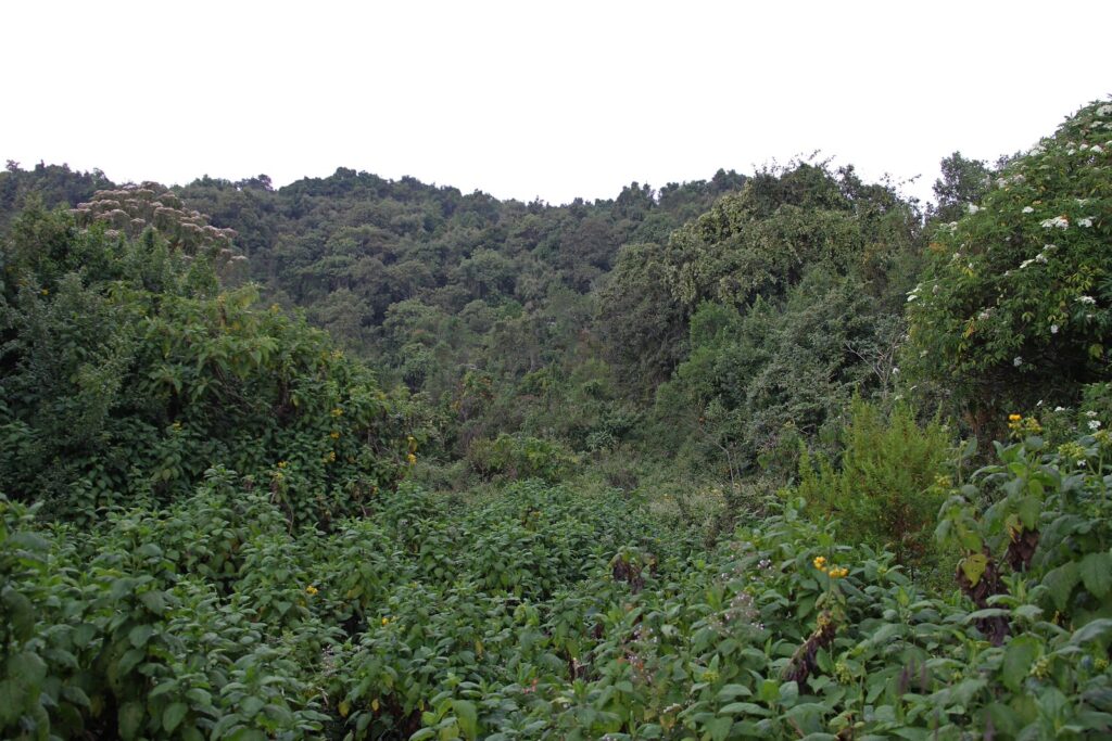 mgahinga vegetation4 mgahinga vegetation4