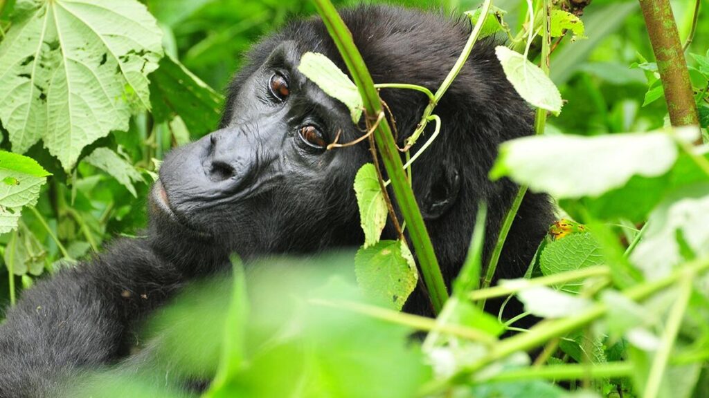 Rushaga Sector5 Bweza Family in Rushaga Sector