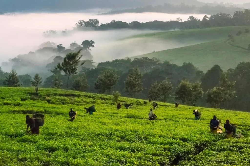 tea ranch outside kibale