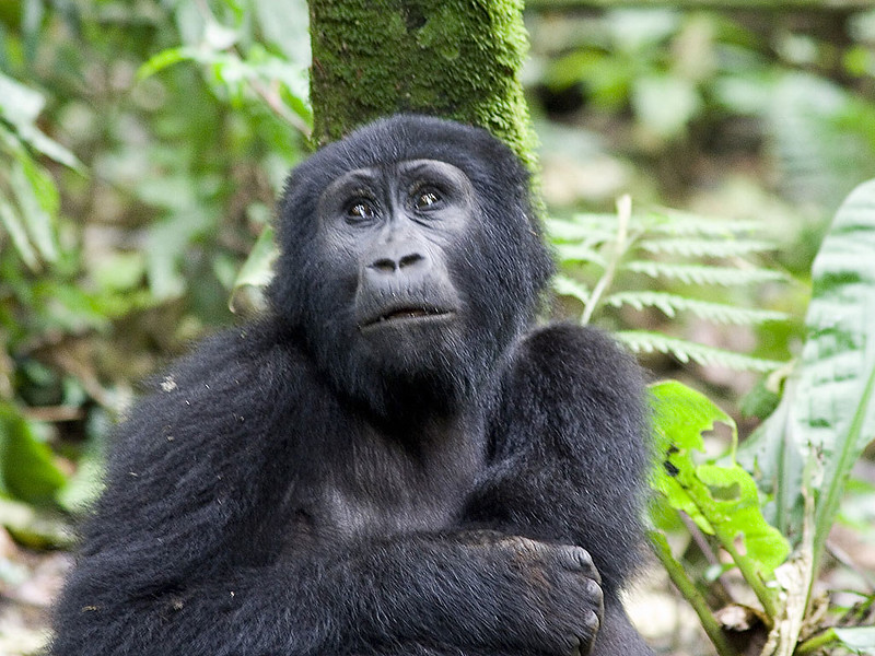1079754095_39B4A7D70C_C 3-Day Gorilla Trek in Mgahinga via Kigali – Volcano Views and Gorillas