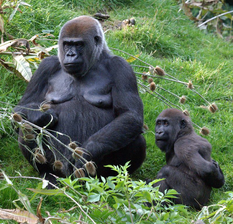 110182728_8E230F6127_C What happens on the day of a gorilla trek?