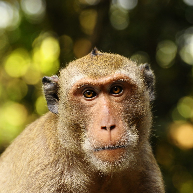 4-Day Uganda Gorilla Trekking Safari 13 svg+xml;charset=utf