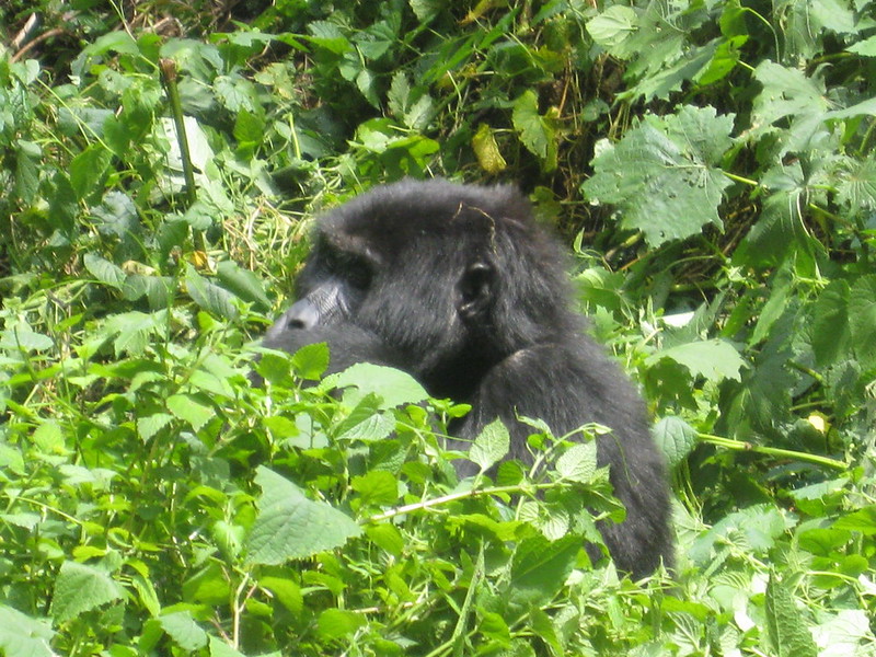 Key Species In Bwindi &Amp; Mgahinga 126 Key Species in Bwindi & Mgahinga