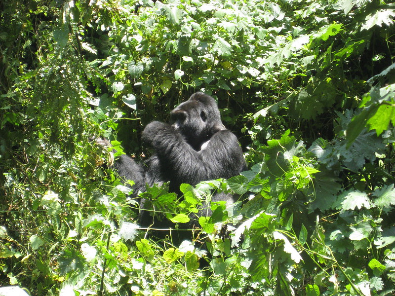 Key Species In Bwindi &Amp; Mgahinga 119 Key Species in Bwindi & Mgahinga
