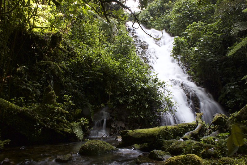 Key Species In Bwindi &Amp; Mgahinga 128 Key Species in Bwindi & Mgahinga