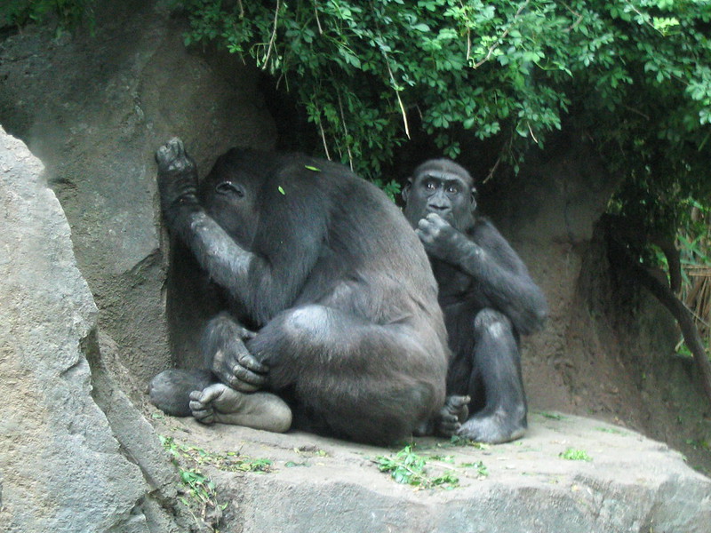 175426565_852389062E_C 3-Day Fly-In Gorilla Safari to Bwindi – Luxury in the Mist