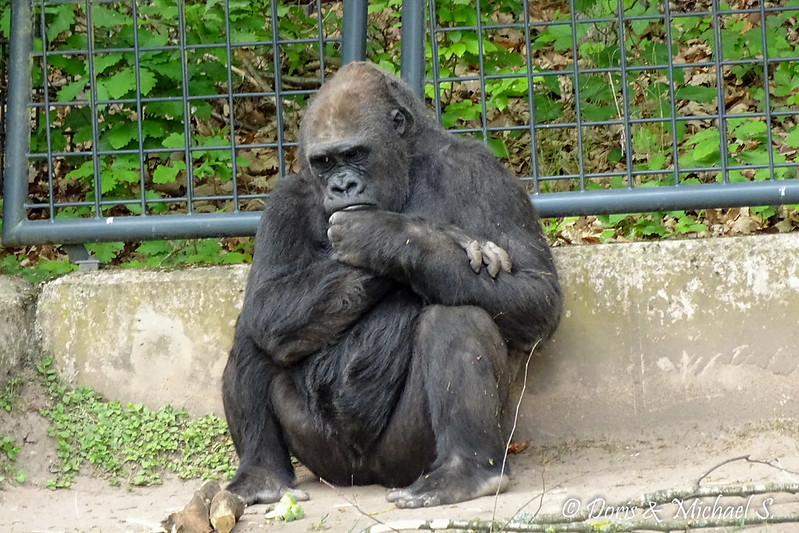 17904189772_8A41366Aa3_C What happens on the day of a gorilla trek?