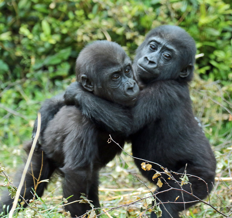 Key Species In Bwindi &Amp; Mgahinga 146 Key Species in Bwindi & Mgahinga