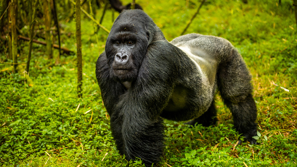 4-Day Uganda Gorilla Trekking Safari 10 svg+xml;charset=utf