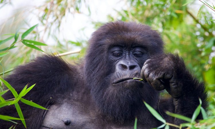 2-Day-Bwindi-Gorilla-Trekking-From-Kigali-In-Rwanda-750X450 5-Day Kigali to Lake Bunyonyi & Bwindi Trekking Tour